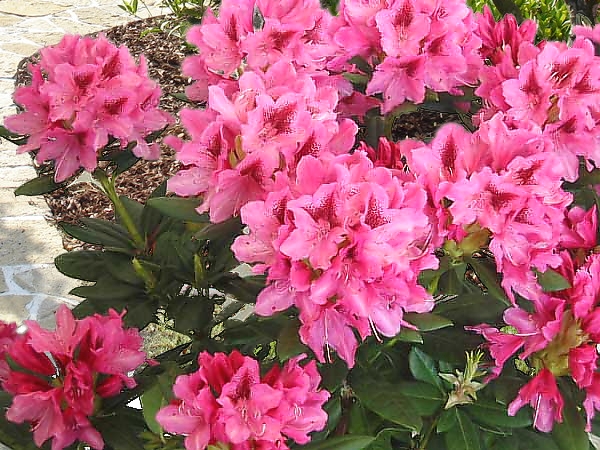 Рододендрон бяло розов (Rhododendron Cosmopolitan) Рододендрон бяло розов (Rhododendron Cosmopolitan)