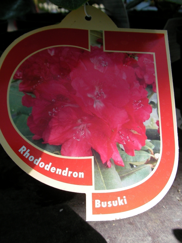 Рододендрон, червен (Rhododendron) Рододендрон, червен (Rhododendron)