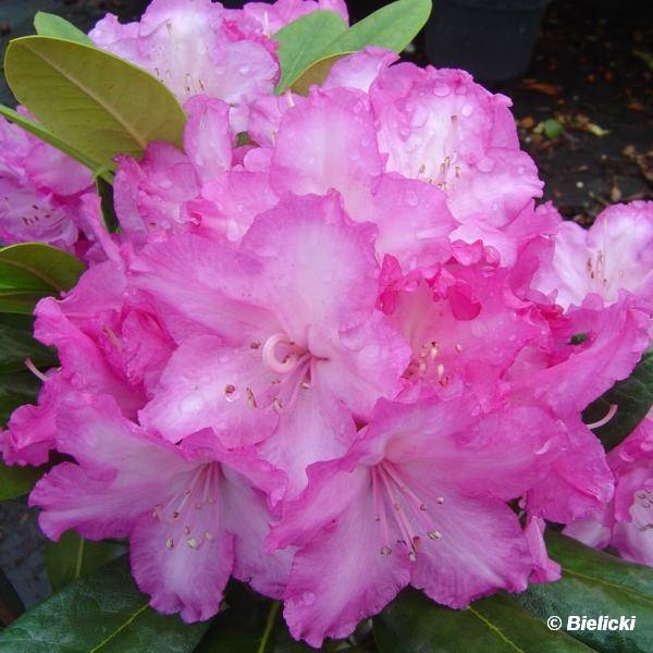 Рододендрон градински хибрид (Rhododendron Blurettia) Рододендрон градински хибрид (Rhododendron Blurettia)