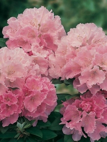 Рододендрон градински хибрид (Rhododendron Doc) Рододендрон градински хибрид (Rhododendron Doc)