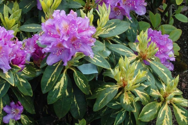 Рододендрон градински хибрид (Rhododendron Goldflimmer) Рододендрон градински хибрид (Rhododendron Goldflimmer)