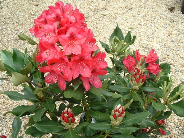 Рододендрон градински хибрид (Rhododendron Nova Zembla) Рододендрон градински хибрид (Rhododendron Nova Zembla)