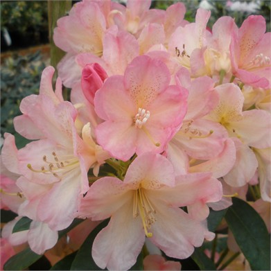 Рододендрон градински хибрид (Rhododendron Percy Wiseman) Рододендрон градински хибрид (Rhododendron Percy Wiseman)