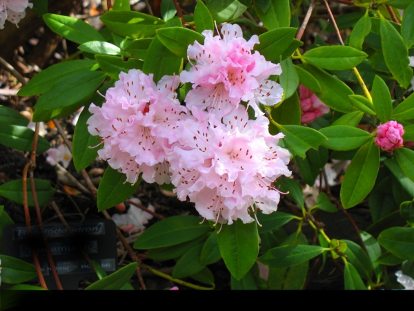 Рододендрон градински хибрид (Rhododendron Rosa) Рододендрон градински хибрид (Rhododendron Rosa)