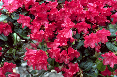 Рододендрон градински хибрид (Rhododendron Skarlet Wonder) Рододендрон градински хибрид (Rhododendron Skarlet Wonder)