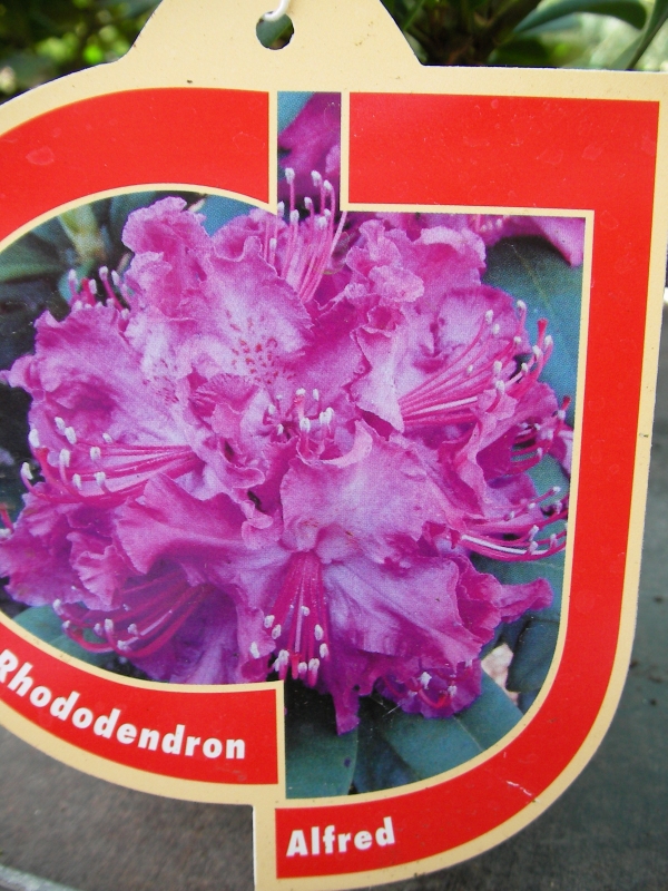 Рододендрон градински (Rhododendron) Рододендрон градински (Rhododendron)