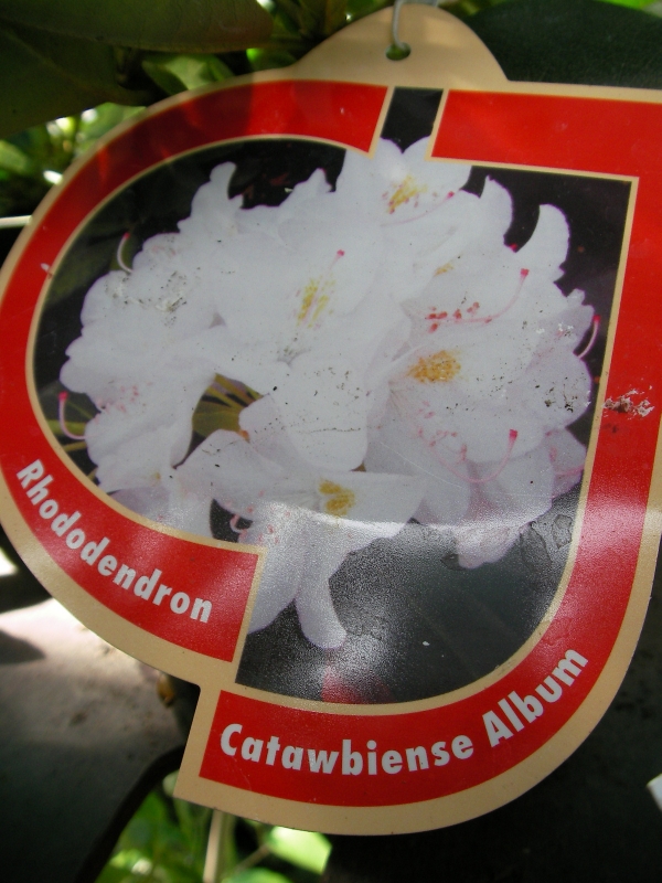Рододендрон градински бял (Rhododendron) Рододендрон градински бял (Rhododendron)