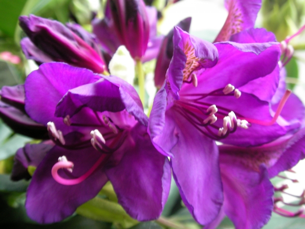 Рододендрон, лилав (Rhododendron Marcel Menard) Рододендрон, лилав (Rhododendron Marcel Menard)