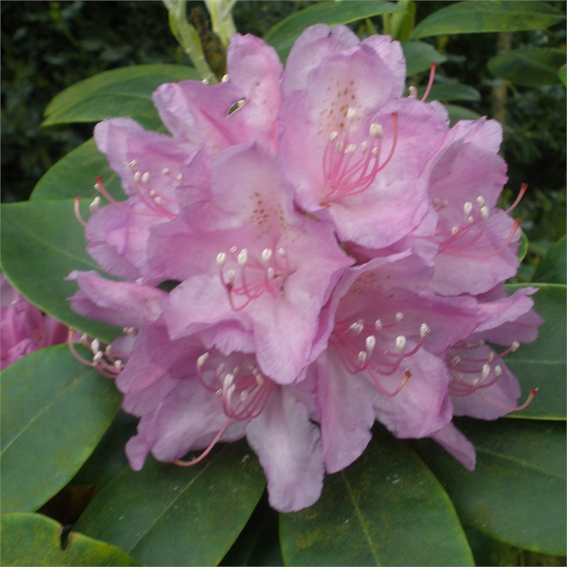 Рододендрон (Rhododendron) Рододендрон (Rhododendron)