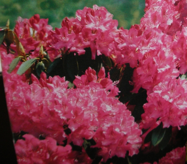 Рододендрон розов (Rhododendron Alpenrose)
