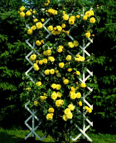 Роза   увивна, катерлива, жълта (Rose)