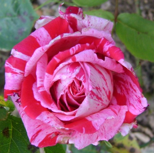 Роза  биколорна облагородена (Rose)