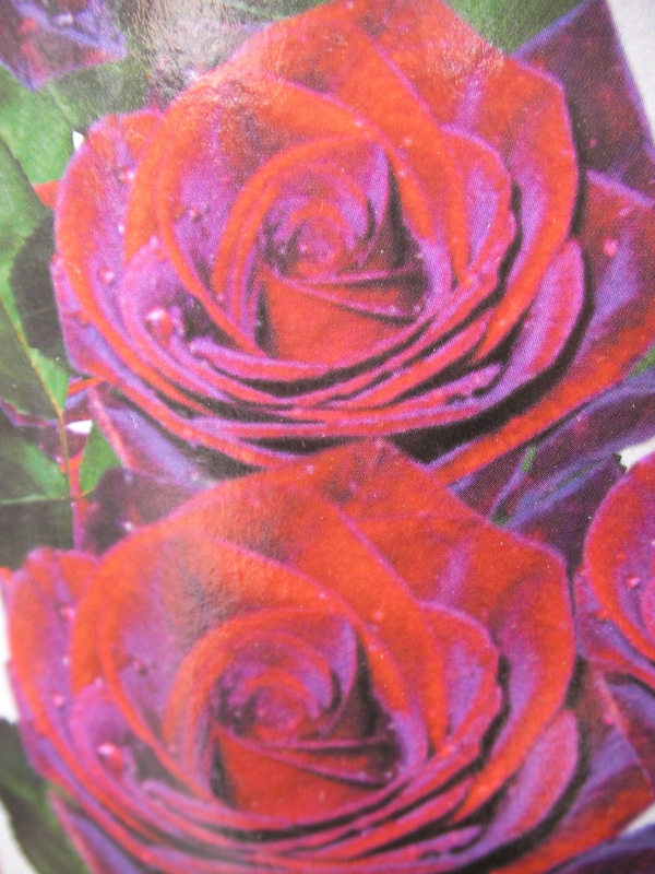 Роза черно-червена (Rose)