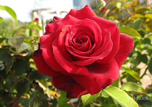 Роза червена чаен хибрид (Rose)