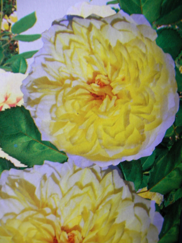 Роза жълта нискостеблена (Rose)