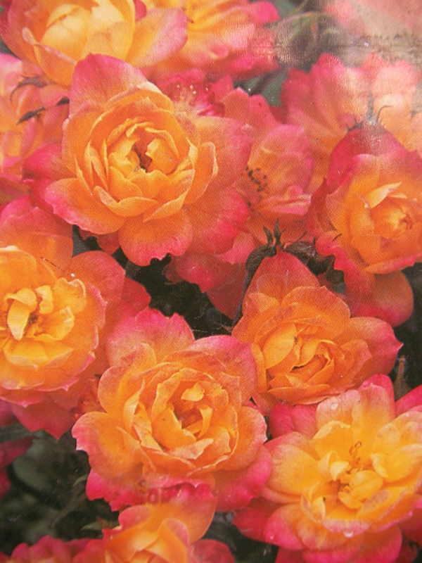 Роза (Rose Fireworks)