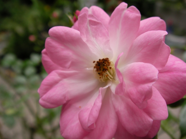 Роза, розова (Rose)