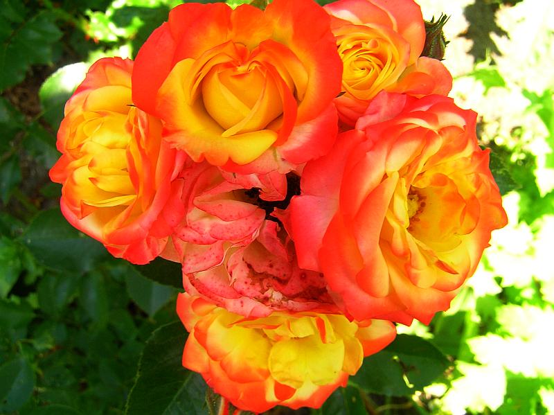 Роза самба (Rose Samba)