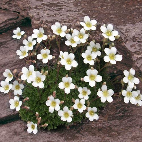 Саксифрага (Saxifraga x aremalsii Pixi Pam Apleblossom)