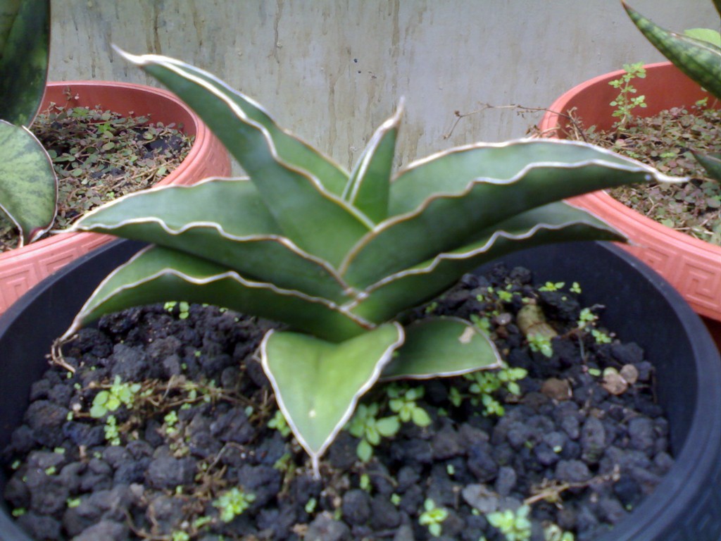 Сансевиера, Сансеверия (Sansevieria robusta)