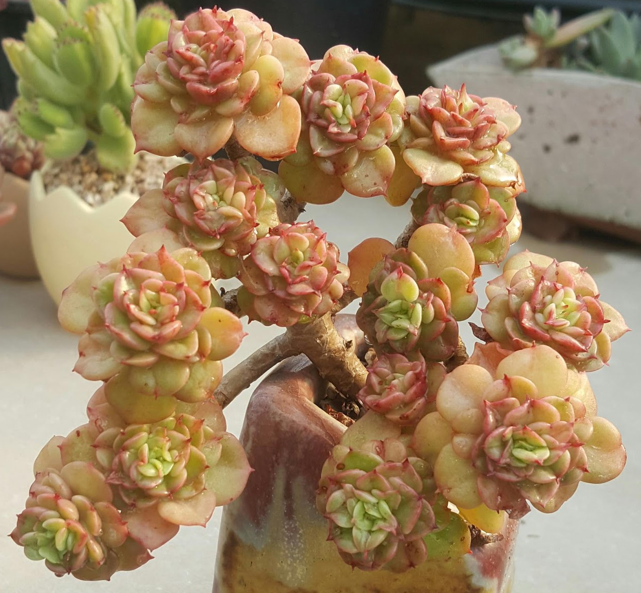 Седеверия (Sedeveria Rolly)