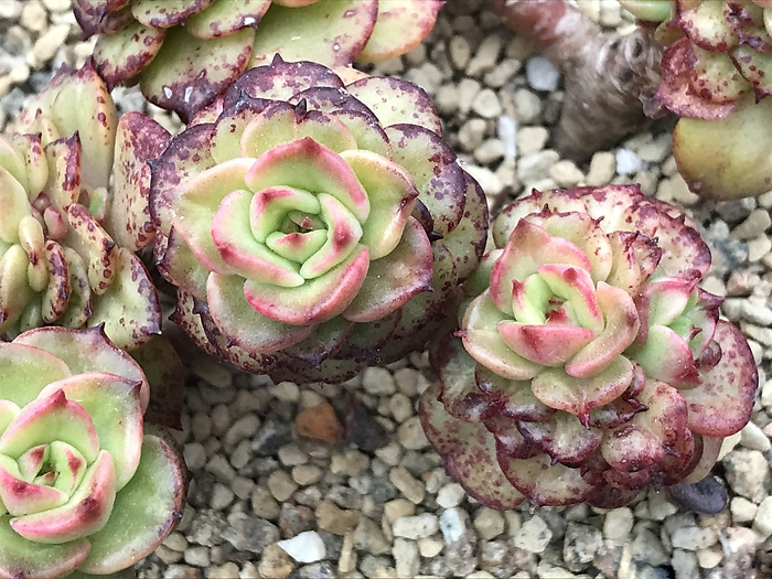 Седеверия (Sedeveria Rolly 蜡牡丹)