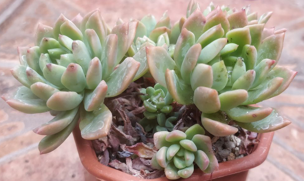 Седеверия (Sedeveria sp)