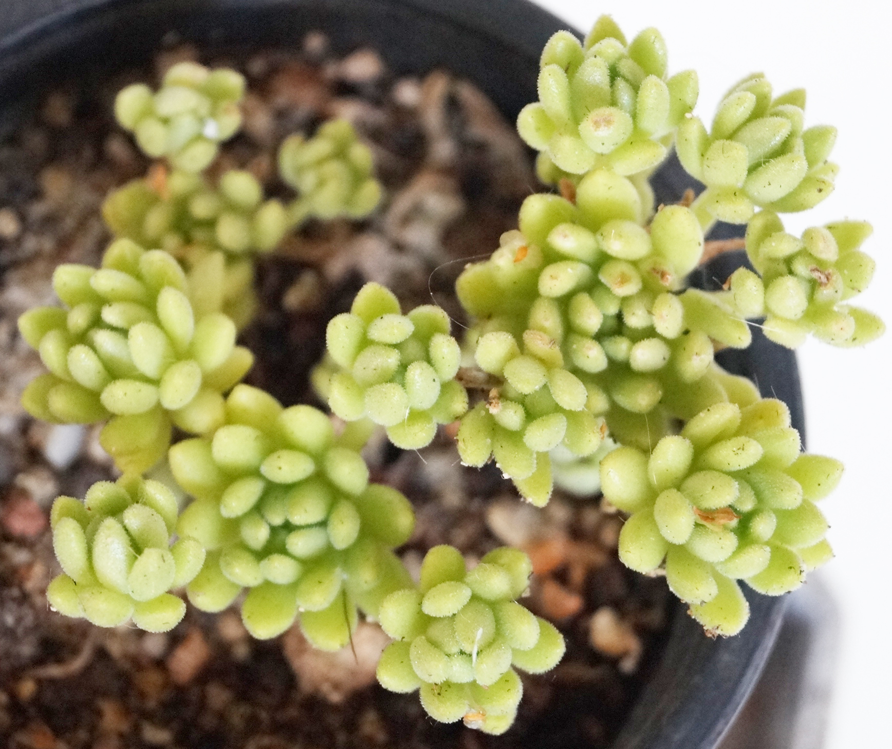Седум (Sedum hirsutum ssp. Baeticum) Седум (Sedum hirsutum ssp. Baeticum)