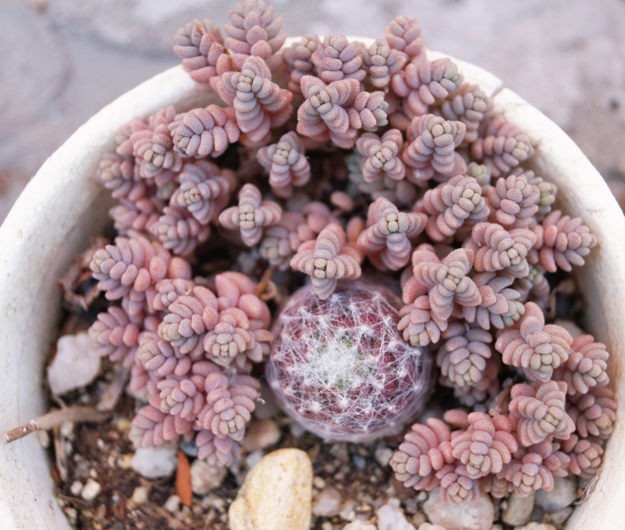 Седум, Семпервивум (Sedum, Sempervivum) Седум, Семпервивум (Sedum, Sempervivum)