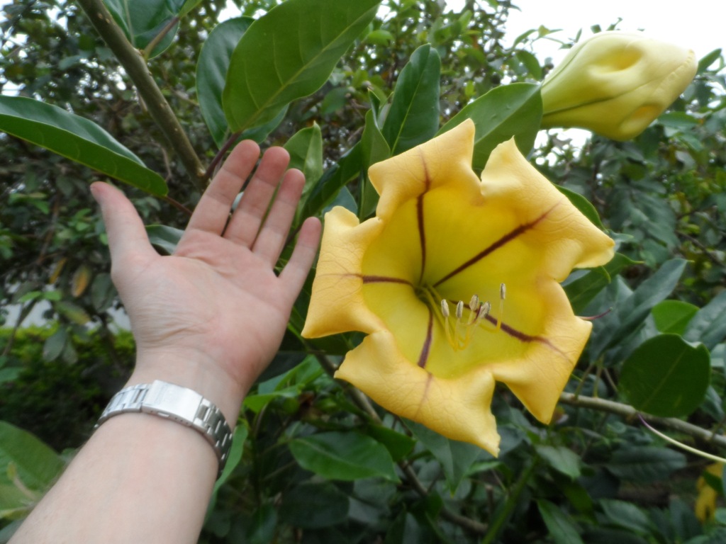 Соландра (Solandra maxima) Соландра (Solandra maxima)