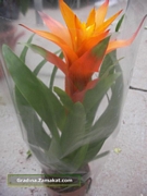 Гуцмания, голяма (Guzmania)