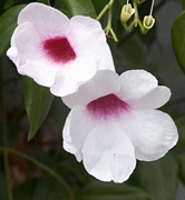 Пандорея (Pandorea jasminoides)