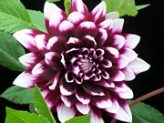 Далия (Dahlia)