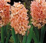 Оранжев зюмбюл (Hyacinthus Gipsy Queen)