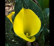 Жълта кала, малка (Zantedeschia Calla)