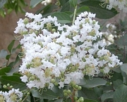 Лагерстремия, Индийски люляк, бяла компактна (Lagerstroemia Apalachee)