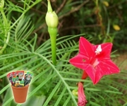 Ипомея, Кипърска лоза, семена (Quamoclit, Ipomoea, Cypress Vine)