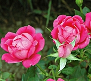 Мини рози, микс (Mini Rose)