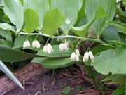 Момкова сълза (Polygonatum latifolium)