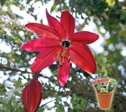 Пасифлора витифолия, семена (Passiflora vitifolia hybrid Red Passion)