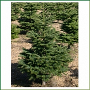 Благородна елха (Noble Fir Trees)
