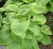 Хоста (Hosta)