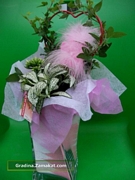 Каланхое, фитония, бръшлян (Kalanchoe, Fittonia, Hedera)