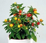 Соланум (Solanum)