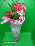 Каланхое, фитония (Kalanchoe, Fittonia)