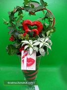 Каланхое, фитония, бръшлян (Kalanchoe, Fittonia, Hedera)