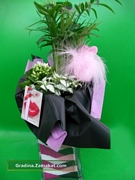 Каланхое, фитония, палма хамедорея (Kalanchoe, Fittonia, Chamaedorea elegans)