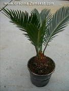 Цикас (Cycas)
