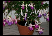 Обичка, Фуксия (Fuchsia Delta)
