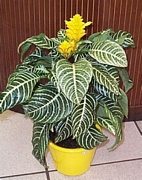 Афеландра (Aphelandra)